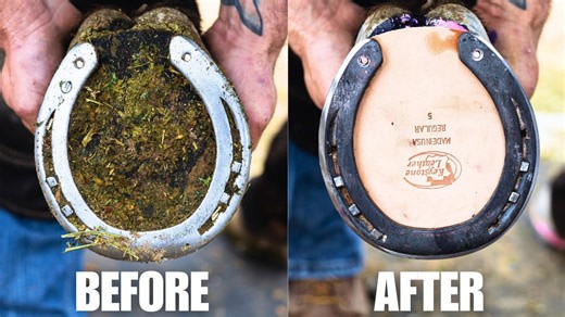 Satisfying full horse hoof restoration | 4K farrier ASMR