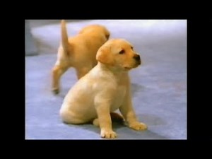 Andrex toilet tissue advert. Toilet roll commercial with cute puppy. UK TV. 1999.