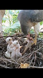 229K views · 2.3K reactions | Hunting Eagle #birdsofafeatherflocktogether #birds | Amazing Eagle | Facebook