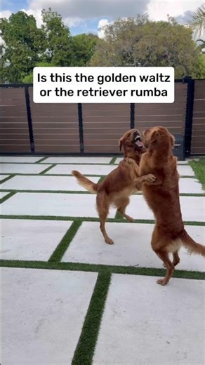 Koda Said “Follow My Lead”…