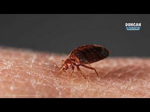 One Bed Bug Can Start an Infestation — Here’s How!