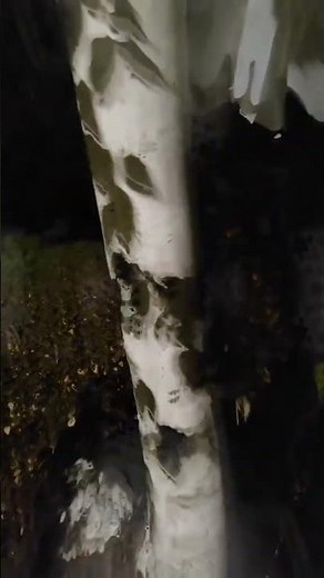 Inside a Schizophrenic Mind: Hear the Voices They Can't Escape