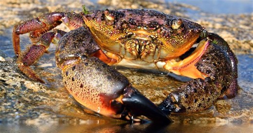 Stone crabs, more common in Florida, found in Chesapeake Bay