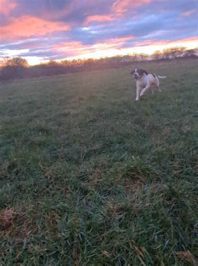 Aesthetic Video Fail with My Dog