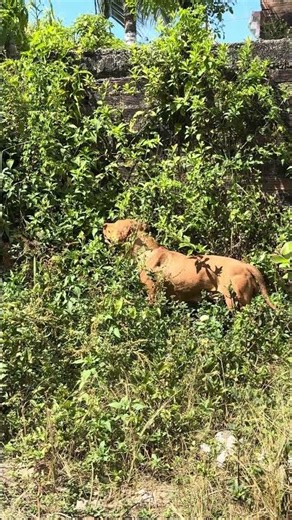 American Cute🔥 #pitmonsters