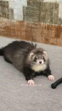 The misting system is so cool, they love it 🤣🫶🏻 #ferret #animals #funnyanimals