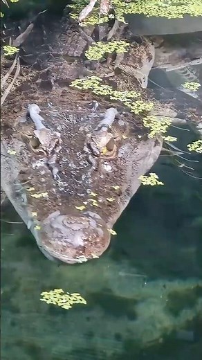 The Philippine Crocodile: One of the World’s Rarest Reptiles
