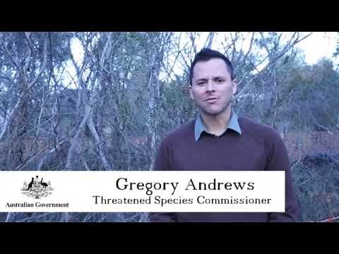 The Mongarlowe Mallee (Eucalyptus recurva) – one of Australia’s oldest trees