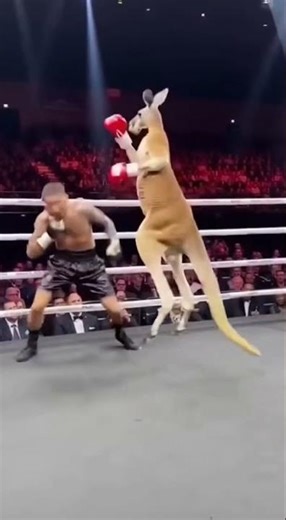 CANGURO boxea con HUMANO y gana #boxing #animals #viral #fighting #fyp