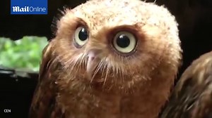 Check out these moves! Owl's show they have rhythm by dancing