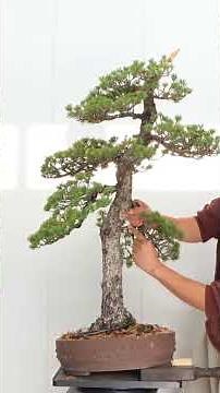 Shaping an Informal Upright (Moyogi) Bonsai #BonsaiArt #Bonsai #BonsaiTransformation #BonsaiLovers