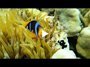 Poisson clown à deux bandes - Amphiprion bicinctus