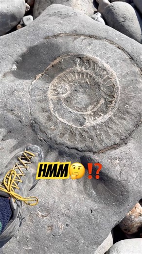 Large Ammonite Surprise At Lyme Regis⁉️#fossilhunter#beachfinds#fossils