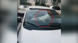 [뉴스딱] 아시아계 노인 '퍽' 치고 모르쇠…흑인 남성의 만행