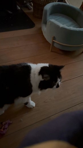 13 reactions · 3 comments | Look who came all the way downstairs! Hannah has always been a timid soul so will always walk away from any confrontation. We’ve had hissing and growling so far which is ok. They need to work out a new hierarchy with her arrival. As long as the claws stay tucked in! | The Tails of Cat Castle | Facebook