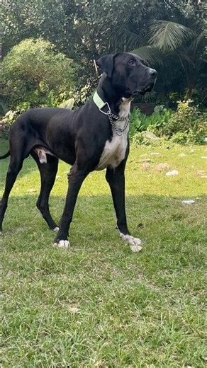 Pakisthani Bully Dog Farm In India #pakisthanibully #bullykutta #shorts #viralshort #trendingnow