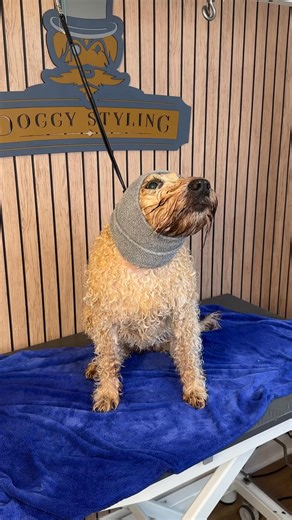 Doggy Styling on Reels