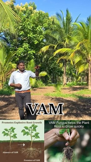 7.7K views · 118 reactions | The main benefits of vesicular-arbuscular mycorrhizal (VAM) involve the increased uptake of nutrients especially phosphorus and transport them to the host plant. ...........#udhayaagri #trending #reels #instagram #farming #VAM #organic #biofertilizer #viralvideos #viral | Udhaya Agri | Facebook