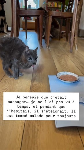 Mon Chat Velours on Instagram: "Quelque chose a changé en lui. Sa façon de marcher. Sa langue sortie. Son regard absent. Je pensais que c’était de la fatigue. Je pensais que ça passerait. Je pensais avoir le temps. 😿 Je ne l’avais pas. Il m’avertissait depuis des jours. En silence. Avec de petits signes que je n’ai pas su comprendre.💔 Quand j’ai compris que quelque chose n’allait pas, il était déjà trop tard. Ce n’était pas passager. Ce n’était pas une alerte. Il est tombé malade… et plus rien