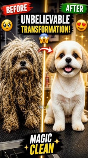 “From Worst Condition to Perfect Clean 🐶✨” #shortsdog #trending