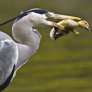 148K views · 2K reactions | When a heron eats ducklings, there is nothing a mother duck can do to stop this predator hunting. | Best Birds TV | Facebook