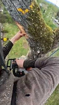 Subscribe so you don't miss other videos.#tree#arboristclimber#arborists#arboristwork#viral