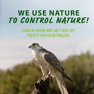 36K views · 208 reactions | We use sustainable farming practices in the production of NUTRILITE to deliver high-quality supplements that fit different needs. One of the important areas of our farming process is pest control. We use a variety of natural solutions such as predatory birds like hawks, sun-powered guards, flash tapes and strips. Do you know the name of another flying animal that helps us in pest control? | Nutrilite Europe | Facebook
