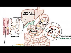 Understanding Vitamin B12 metabolism • Video • MEDtube.net