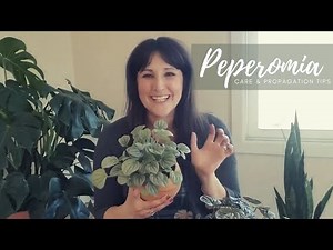 Peperomia | Complete Care & Propagation Guide