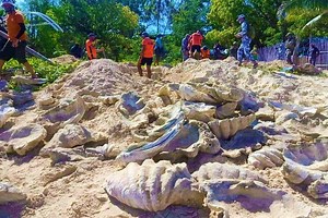 Giant Clam Shells Worth $24.8 Million Seized In Philippine Raid