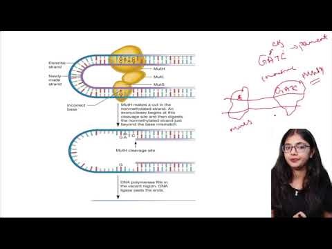 Mismatch DNA Repair Mechanism