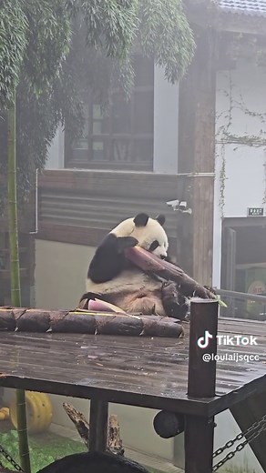 This is a complete video of pandas eating bamboo shoots. What do you think of it？