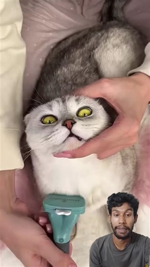 PADAHAL ITU DARI KOSTUM KUCINGSkolastika Adriana🤣 #shortsfeed