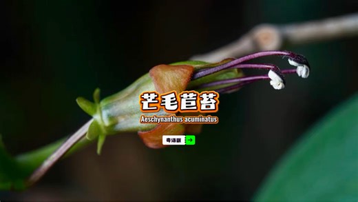 芒毛苣苔（粤语版），很低调的附生小灌木，悬枝在此峰，垂蔓入幽丛……