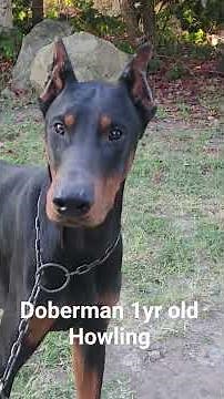 Dobermam Pinscher Howling #doberman #pets #dog