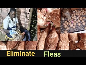 The BEST way to ELIMINATE fleas and mites in your poultry farm