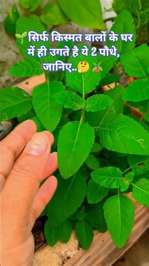 #plants #homegardening #tulsi #vastu #facts #plants #shorts #shami #astrology #upay #ytshorts #yt