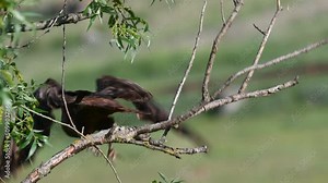 Common buzzard buteo buteo, in the wild. Bird sitting bush, and flies away. Close up.