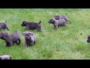Cane Corso Puppies For Sale