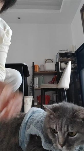 #人猫互动日常🥰 薅谁不是薅呢！来请大家薅羊毛吧！一薅一大把！啊！呸呸呸，薅猫猫毛