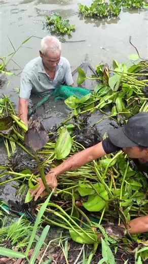 739K views · 1.9K reactions | Trapping a lot of huge eel fish with primitive technology for survival | Emma Girl Fishing | Facebook
