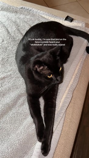 Definitely scared the birdies away☺️ #cat #cats #cattok #catsoftiktok #blackcat