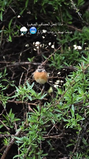 Samer- photographer on Instagram‎: "الجواب- * التدفئة الطبيعية: تنفخ الطيور ريشها لتكوين طبقة عازلة من الهواء تحبس الحرارة، وتستخدم أقدامها التي تحافظ على دفء الدم وتمنع تجمدها على الأغصان الباردة. * تغيير الغذاء: تبحث عن بذور غنية بالدهون، أو حشرات مخبأة، أو حتى بقايا فواكه، لتوفير طاقة إضافية لمواجهة البرد القارس. * توفير المأوى: تجد ملاجئ في الأشجار الكثيفة، أو الشجيرات، أو حتى بين الصخور، لحماية نفسها من الرياح والأمطار .-- ------ تصويري اليوم لطائر القليعي يحتمي من البرد🥶 والامطار"‎