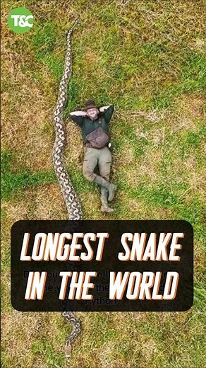 🐍 The Longest Snake in the World 😮