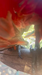 28K views · 2.3K reactions | Today Coco, Henry and Ziggy got visitors ( Mateo’s family) .. As you can see.. we haven’t quite mastered perch stability with siblings needing to get past! 藍藍路‍♀️殺 Hilarious bunch of floofers! 藍 | Macaws And More | Facebook