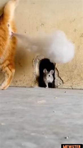 A new generation of mouse catching