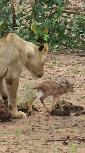 When the Lion Lies Down with the Lamb - video by LS #wildlife #naturelovers #animalbehavior #coexistence #wildlifephotography #instanature #outdooradventures #naturewonders #animalinteractions #educationalcontent | Ruby Life