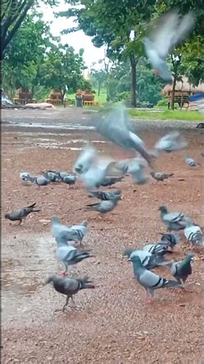 Birds Feeding for Pigeon #birds #pigeon #shorts #nature