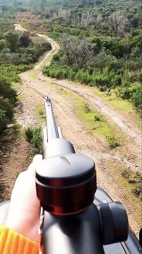 chasse au sanglier en Corse 2025/2026