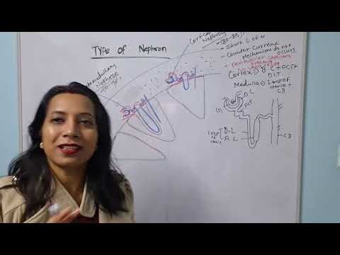 Part 15: Human Excretory System; Types of Nephron